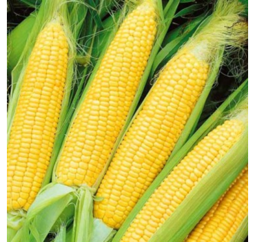 Кукурудза SV 1446 F1, Seminis