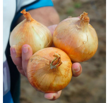 Цибуля Балстар F1 / Balstar F1, Seminis