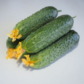 Огурец Мадейра F1, Seminis