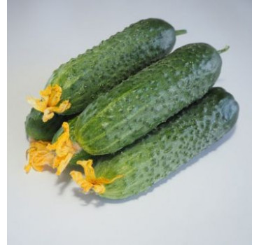 Огірок Мадейра F1, Seminis