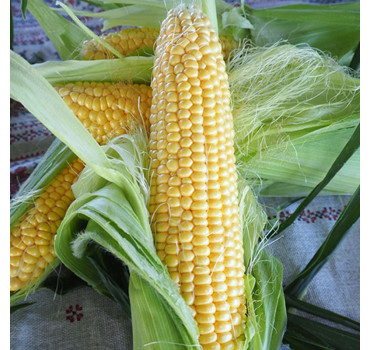 Кукурудза Мессенджер, Seminis