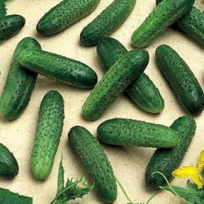 Огурец Мирабелла F1 | Mirabelle F1, Seminis Огурец Мирабелла F1 | Mirabelle F1, Seminis