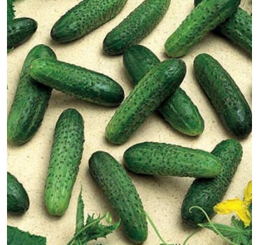 Огірок Мірабелл F1 | Mirabelle F1, Seminis