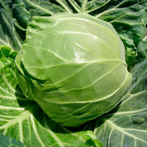 Капуста білоголова Рапідіон F1 | Rapidion F1, Seminis