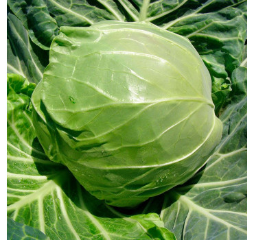 Капуста білоголова Рапідіон F1 | Rapidion F1, Seminis