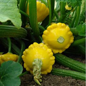 Патиссон Санни Делайт/Sunny Delight F1, Seminis