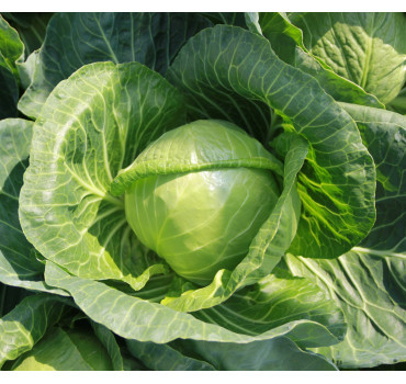 Капуста рання  Біатрікс Beatrix F1, Solare Sementi