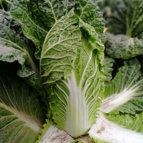 Капуста пекінська JS 4042 F1, Solare Sementi