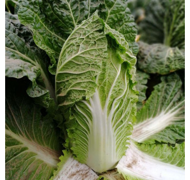 Капуста пекінська JS 4042 F1, Solare Sementi