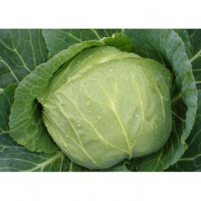 Білокачанна капуста Хом Ран F1, Solare Sementi