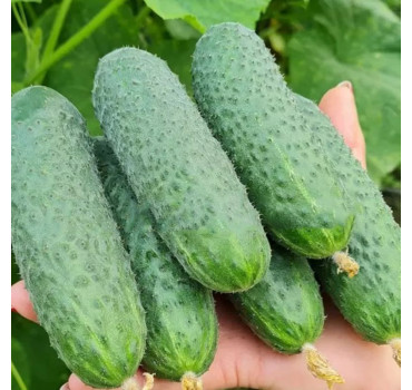 Огірок  ТС 17-4040 (TS 17-4040) F1, Solare Sementi