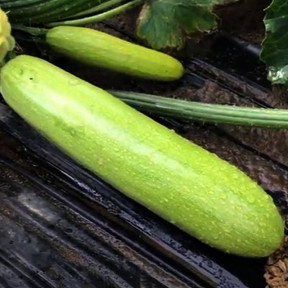 Кабачок TS 21-0042 F1, Solare Sementi