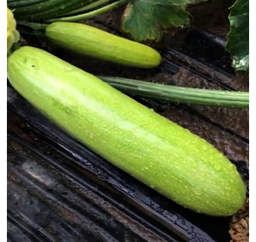 Кабачок TS 21-0042 F1, Solare Sementi