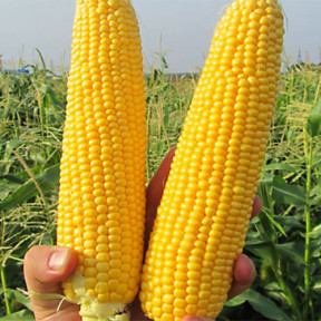 Кукурудза ГСС5649 F1, Syngenta 100000 насінин Кукурудза ГСС5649 F1, Syngenta 100000 насінин