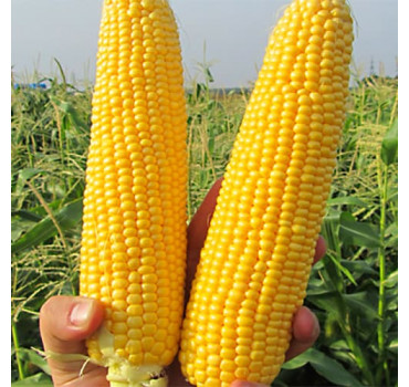 Кукурудза ГСС5649 F1, Syngenta