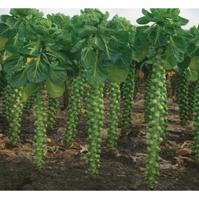 Капуста брюсельська Профітус F1, Syngenta