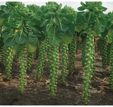 Капуста брюсельська Профітус F1, Syngenta