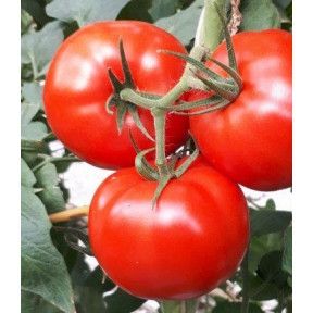 Томат Капонет F1, Syngenta