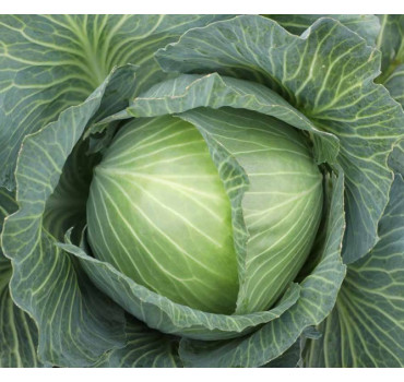 Капуста Кеплер F1, Syngenta