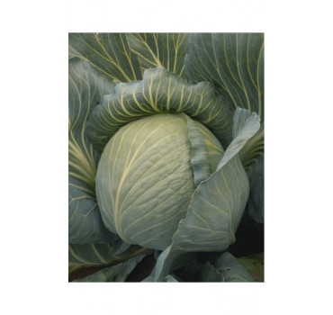 Капуста Кіласіс F1, Syngenta