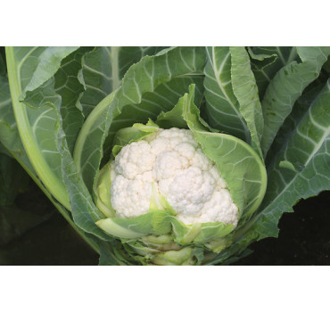 Капуста цвітна Аероспейс F1, Syngenta