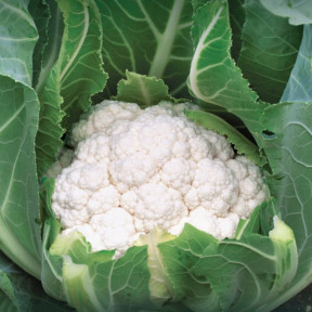 Капуста цветная Алмагро F1, Syngenta Капуста цветная Алмагро F1, Syngenta