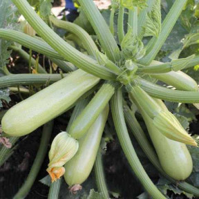 Кабачок Ангелина F1, Syngenta