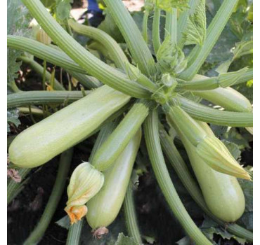 Кабачок Ангеліна F1, Syngenta