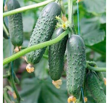 Огірок Балкан F1, Syngenta