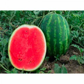 Арбуз Бархан F1, Syngenta