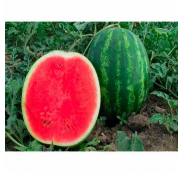 Кавун Бархан F1, Syngenta