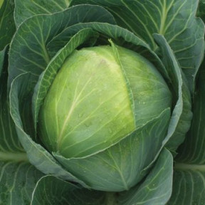 Капуста Епікур F1, Syngenta