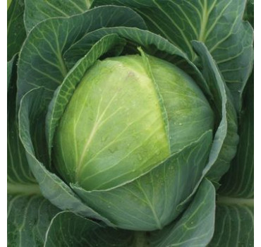 Капуста Епікур F1, Syngenta