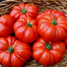 Томат Марсалато F1, Enza Zaden