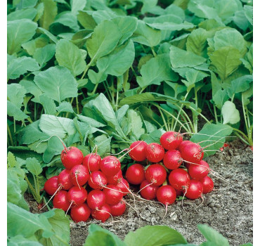 Редис Філіпар F1, Syngenta