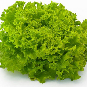 Салат Фрисол F1, Syngenta