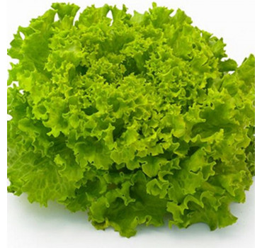 Салат Фрісол F1, Syngenta