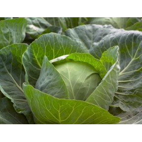 Капуста Галликан F1, Syngenta