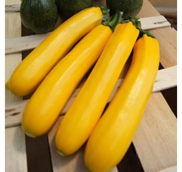 Кабачок Голден Глорі F1, Syngenta