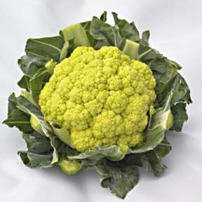 Капуста цветная Грин Сторм F1, Syngenta Капуста цветная Грин Сторм F1, Syngenta