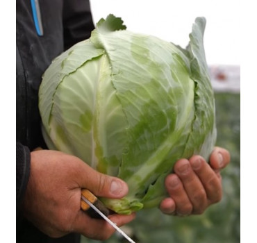 Капуста Продікос F1, Syngenta