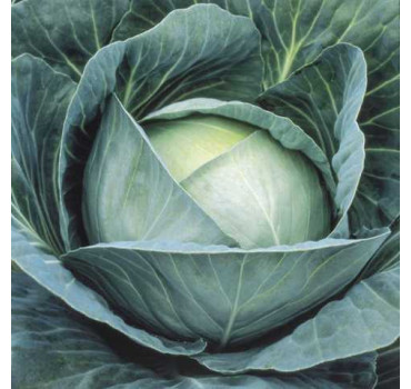 Капуста Професор F1, Syngenta