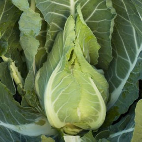Капуста цветная Клафорса F1, Syngenta Капуста цветная Клафорса F1, Syngenta