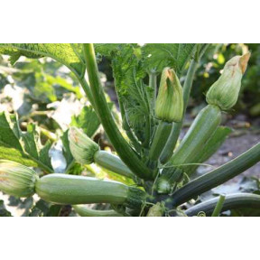 Кабачок Корделія F1, Syngenta