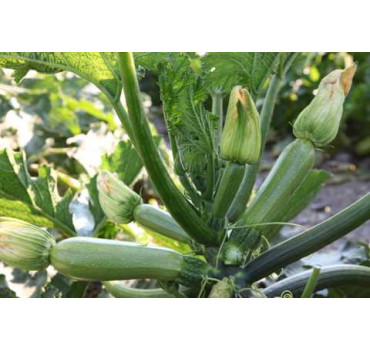 Кабачок Корделія F1, Syngenta