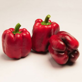 Перець Крусадер F1, Syngenta