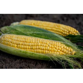 Кукурудза Акцент F1, Syngenta 100000 насінин Кукурудза Акцент F1, Syngenta 100000 насінин
