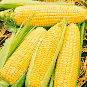 Кукуруза Спирит, Syngenta 100000 насінин Кукуруза Спирит, Syngenta 100000 насінин