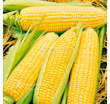 Кукурудза Спіріт, Syngenta