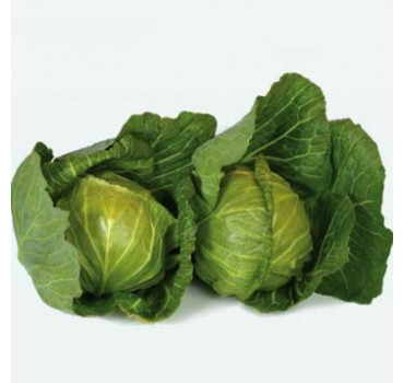 Капуста Лауда F1, Syngenta